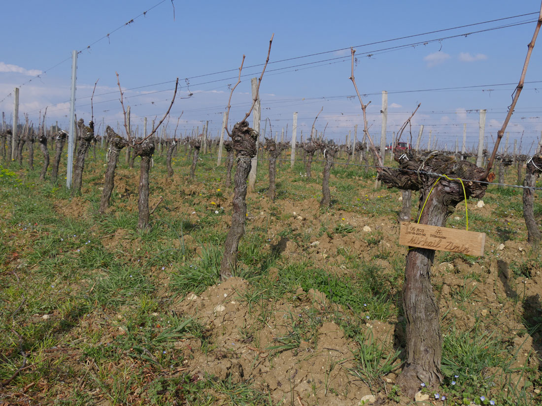 Виноградник на урожай